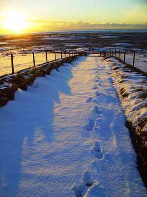 118 Footprints